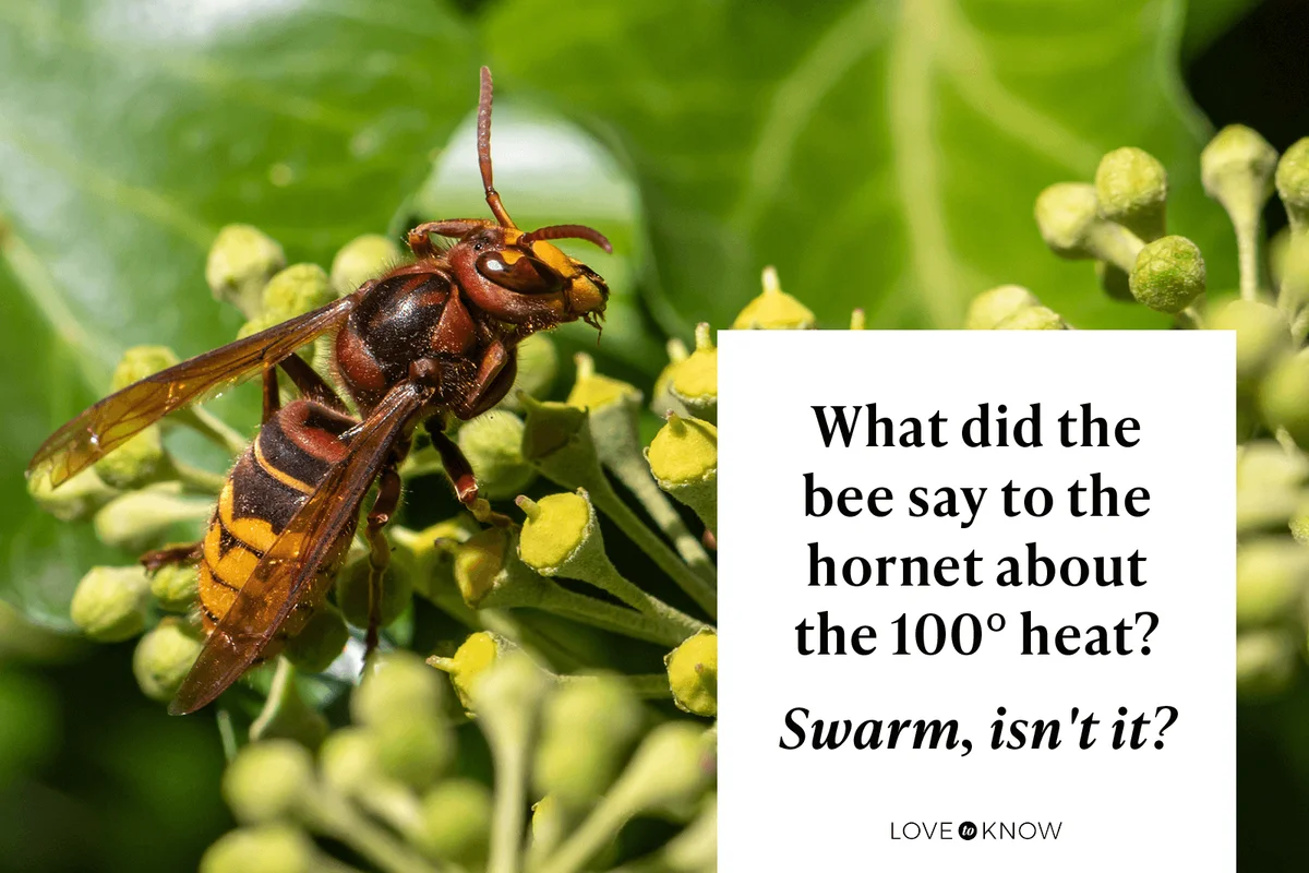Clover Bee Jokes to Sweeten Your Conversations