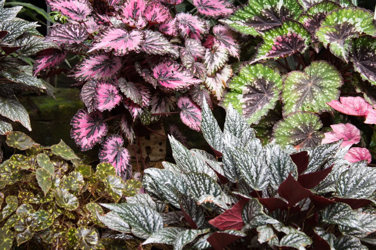 rex leaf begonia