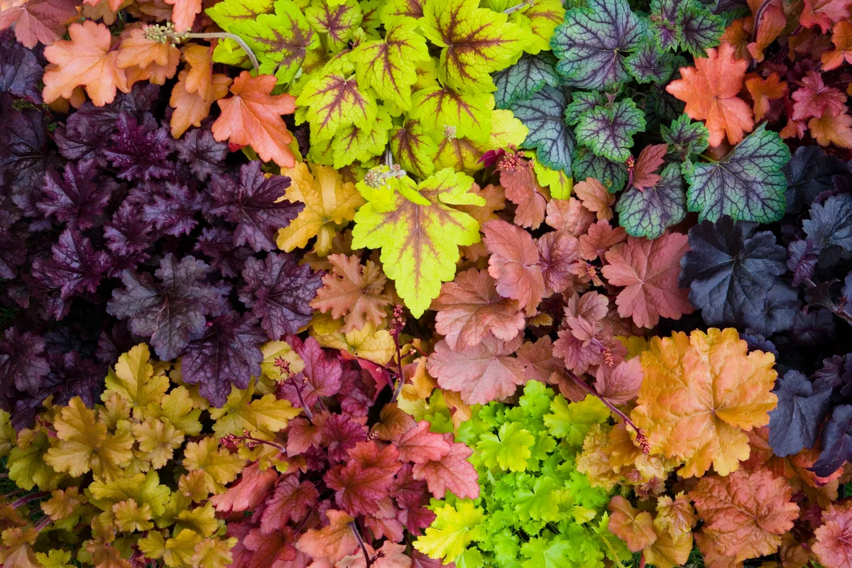 Coral bells