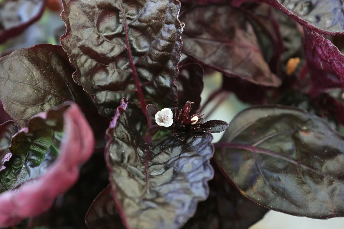 purple waffle plant