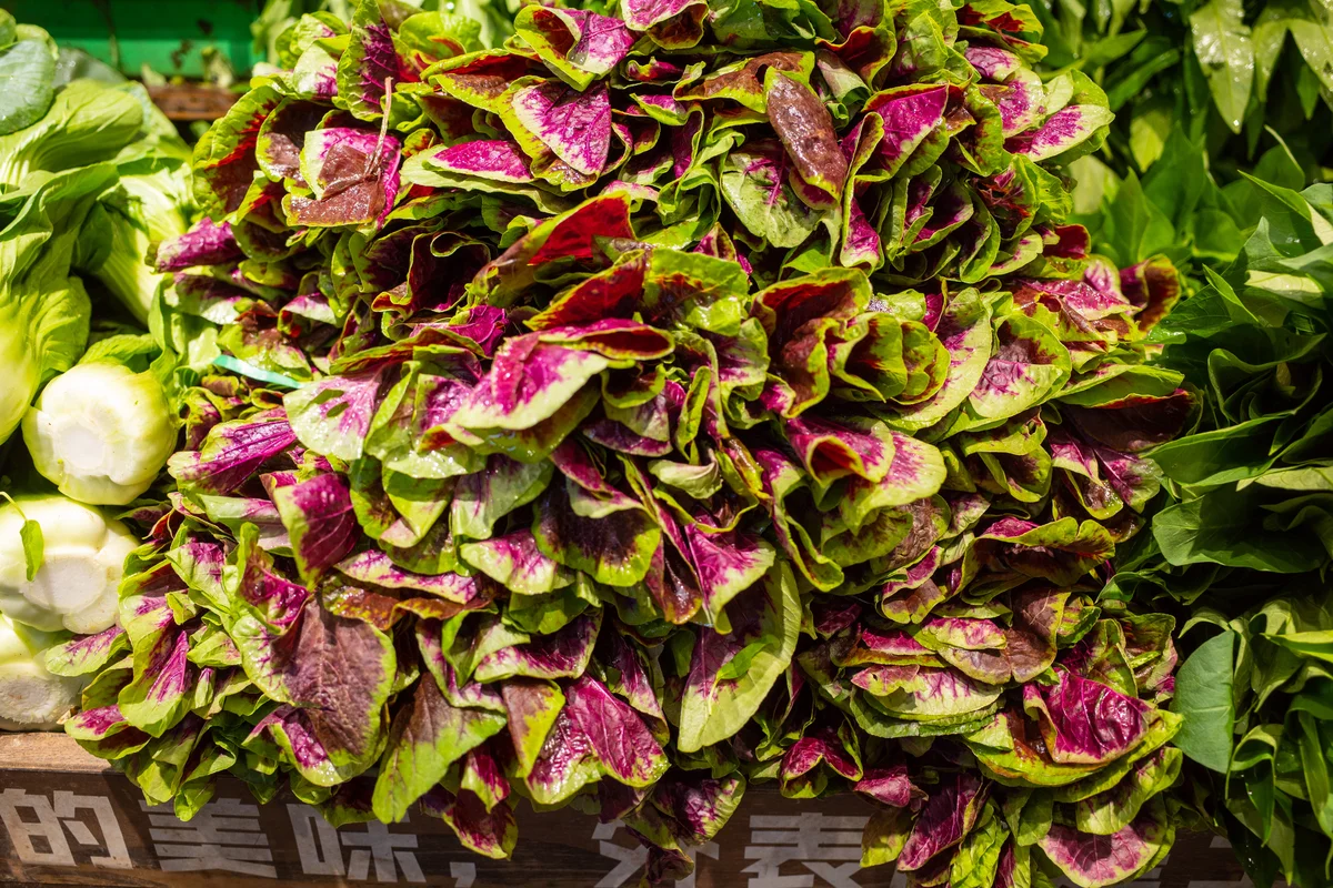 three-colored amaranth