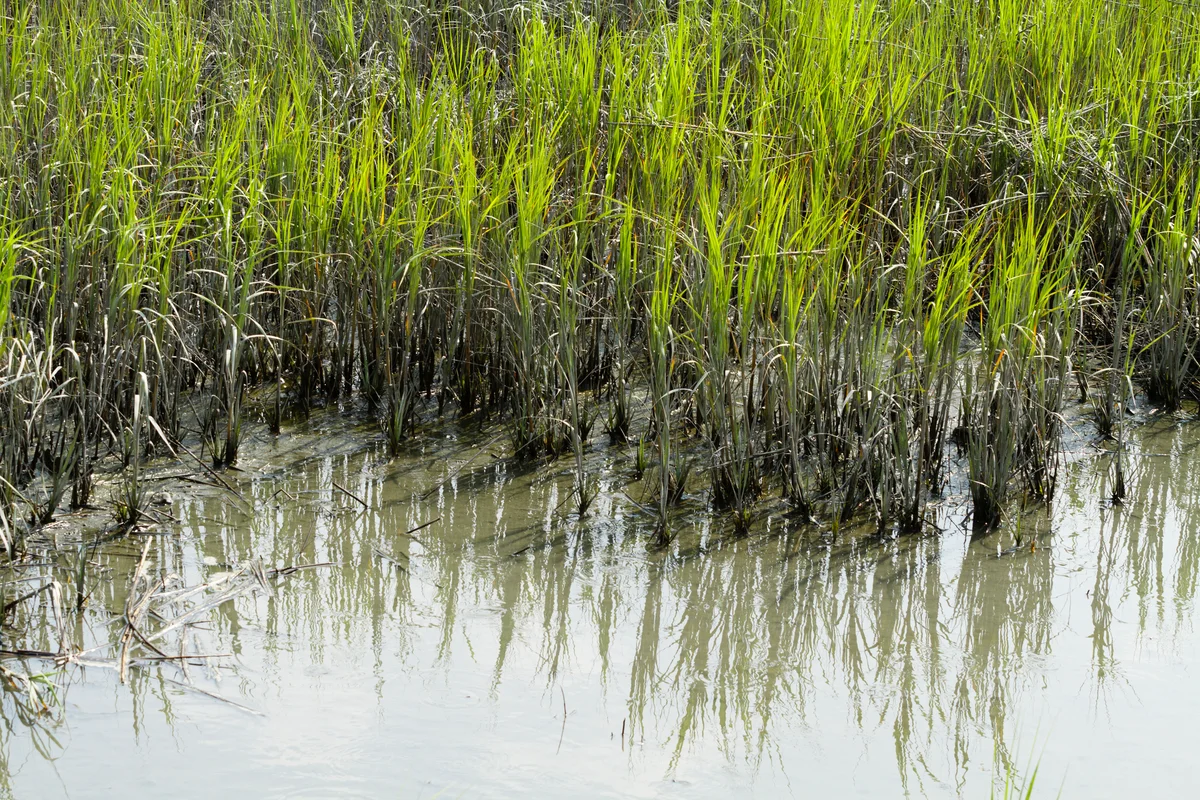 cordgrass