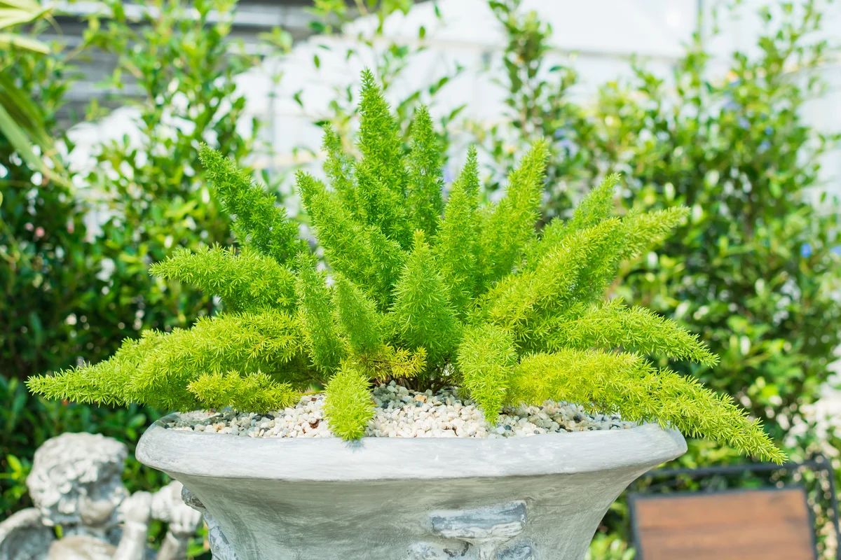 foxtail ferns