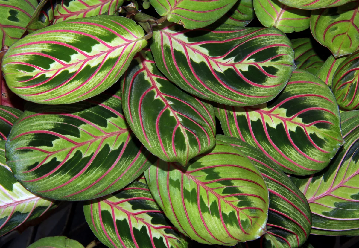 prayer plant