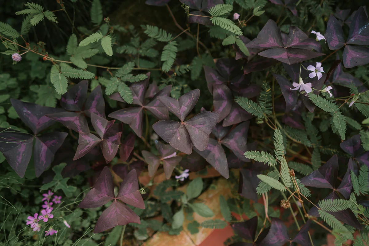 false shamrock