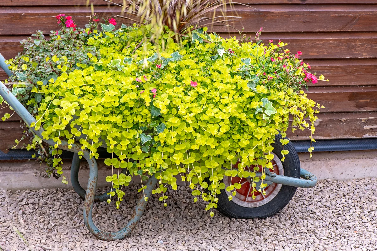 creeping jenny