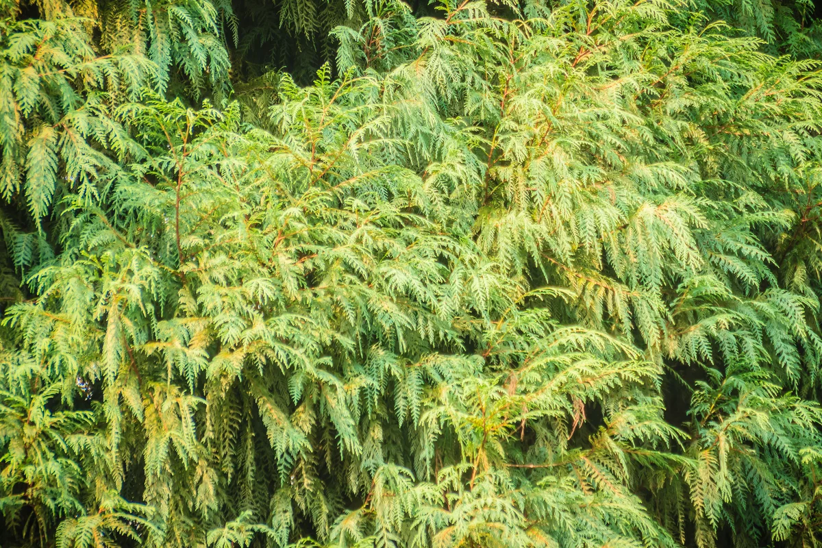 siberian cypress