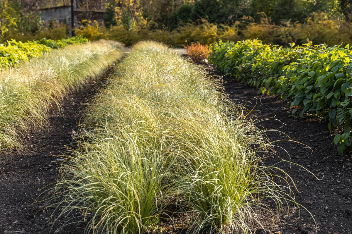 carex