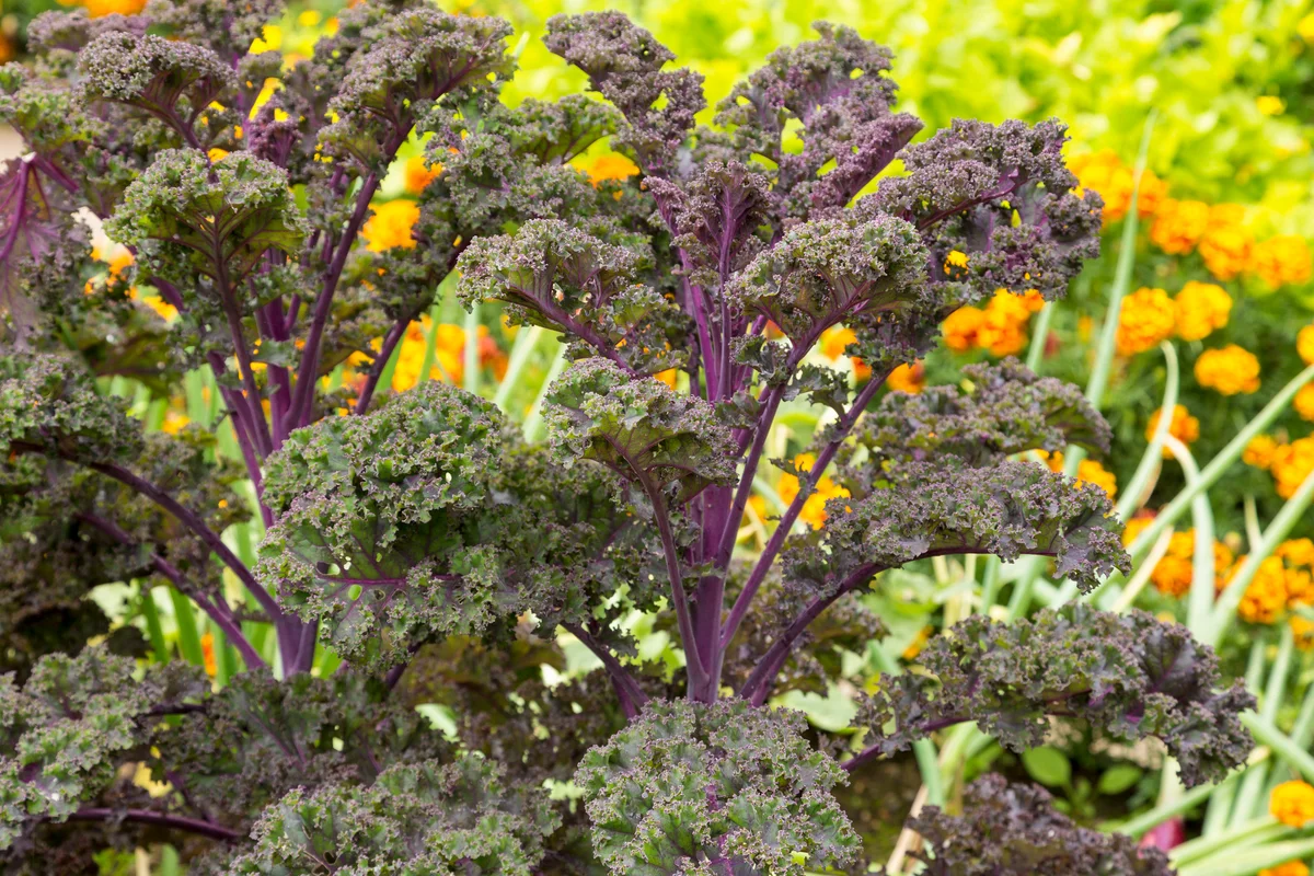 purple kale