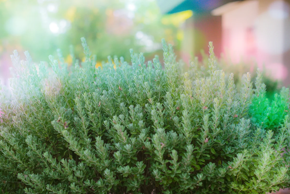 pine-scented rosemary