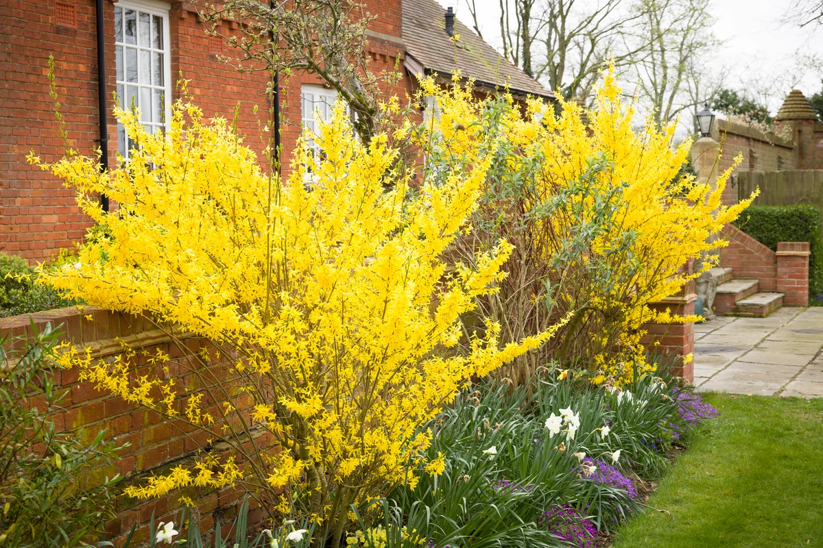Forsythia