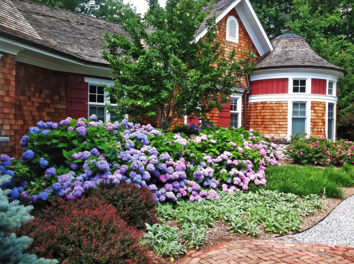 hydrangea
