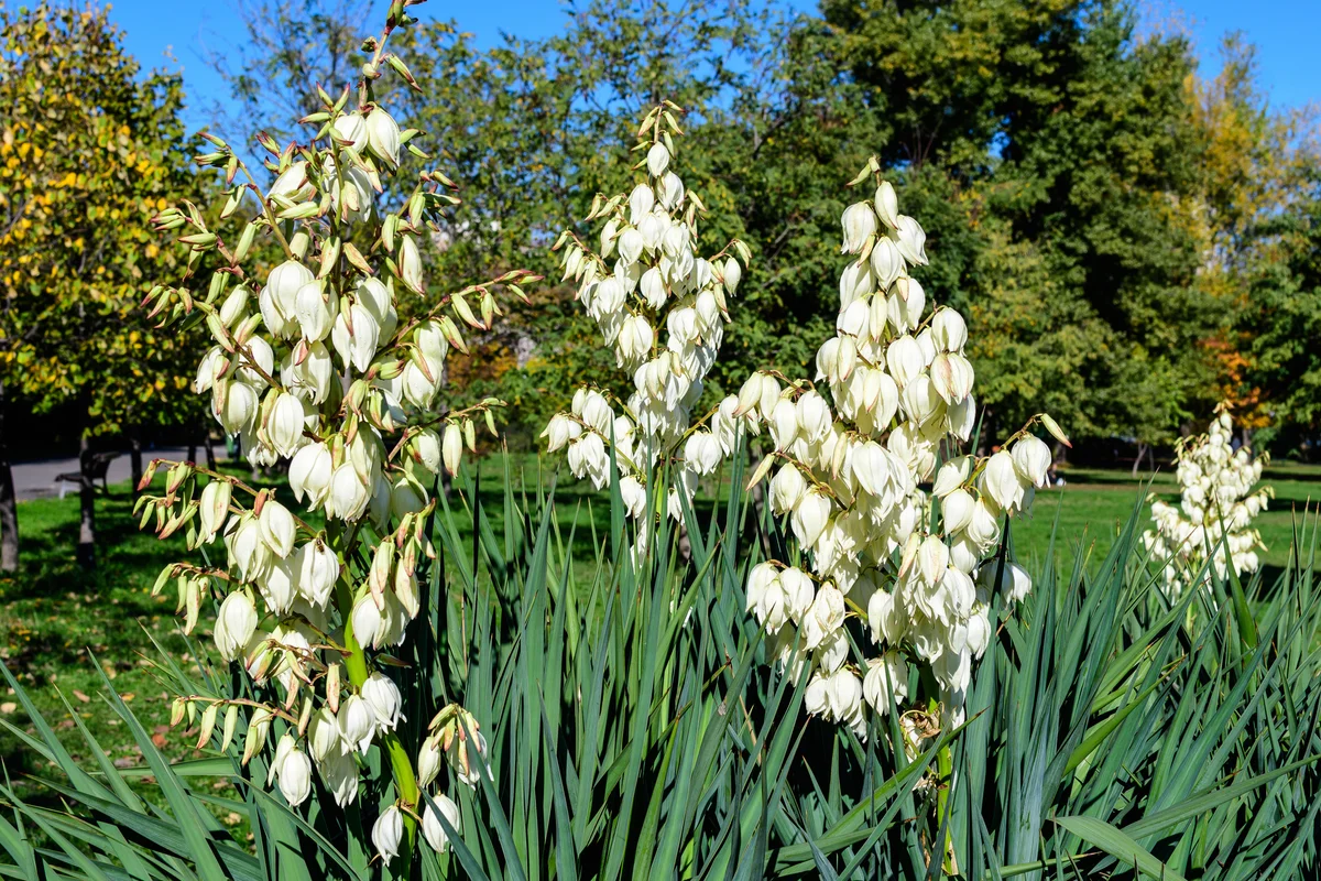 Adam's needle yucca