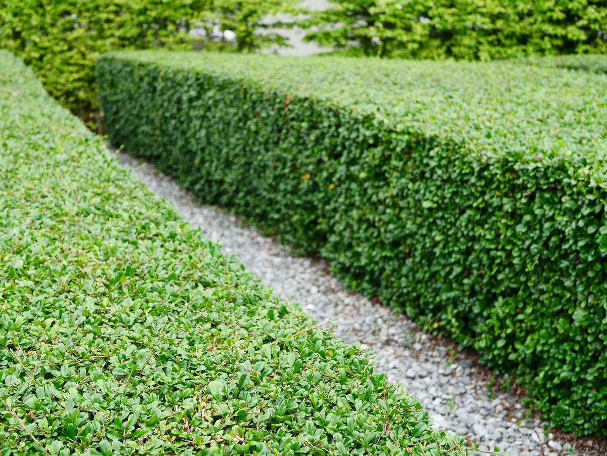 boxwood