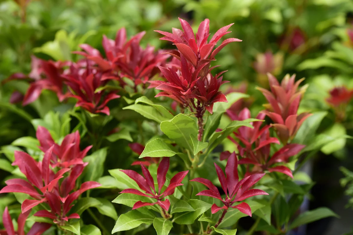 Pieris Mountain fire plant