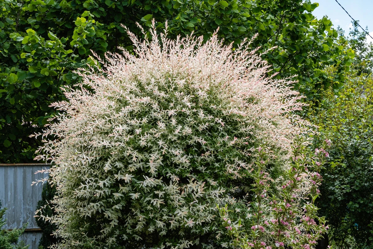 tri-color dappled willow shrub