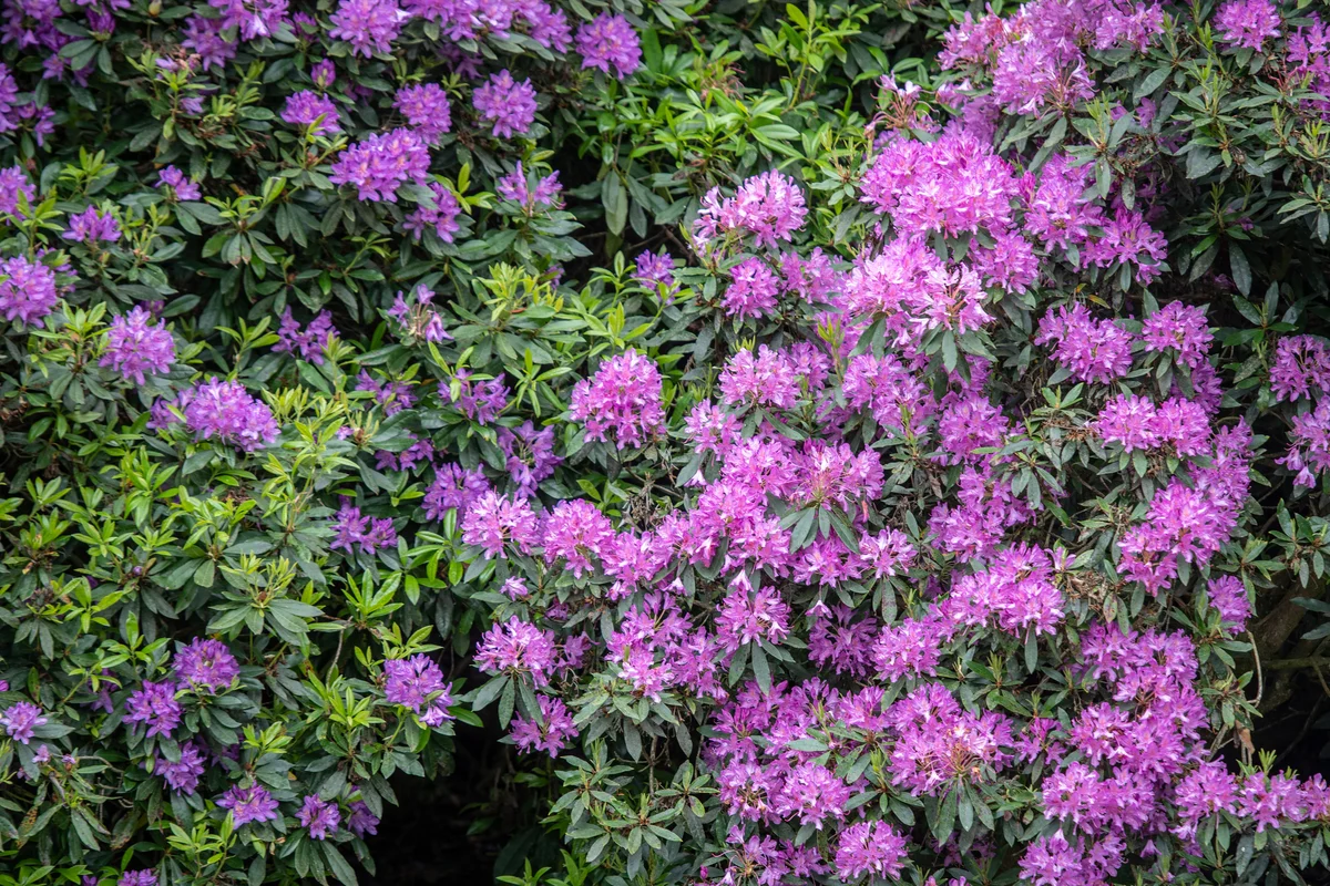 purple rhododendron