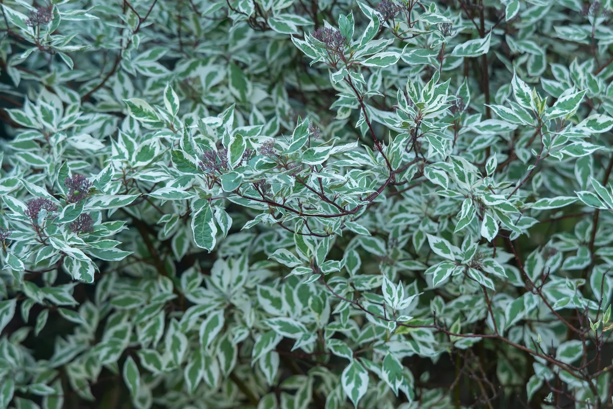 ivory halo variegated dogwood