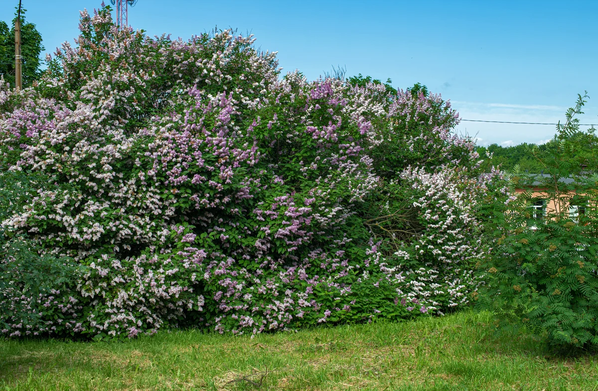 lilac shrub
