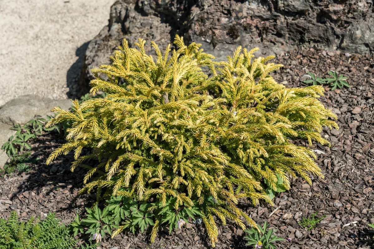dwarf cedar