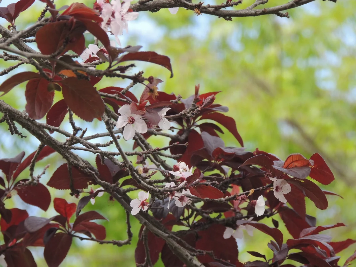 purple sandcherry