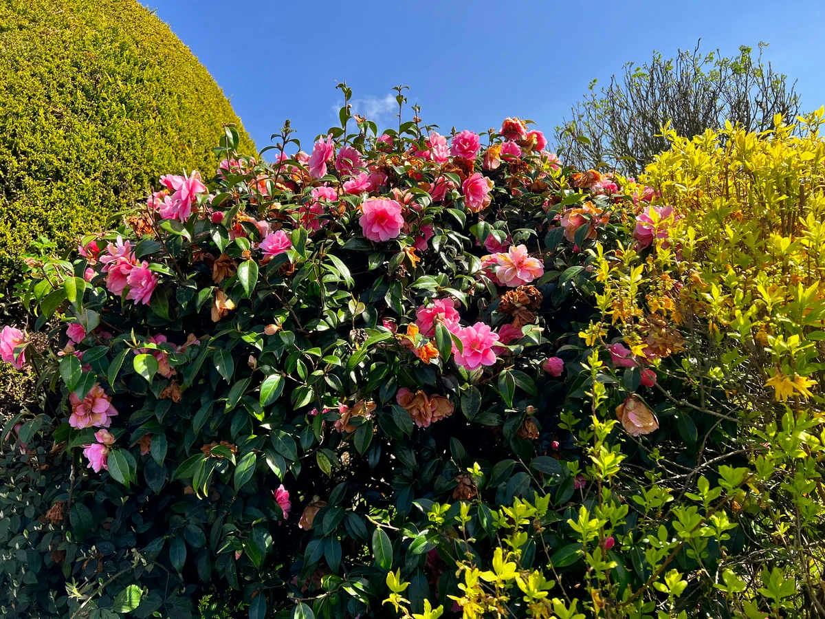 camelia