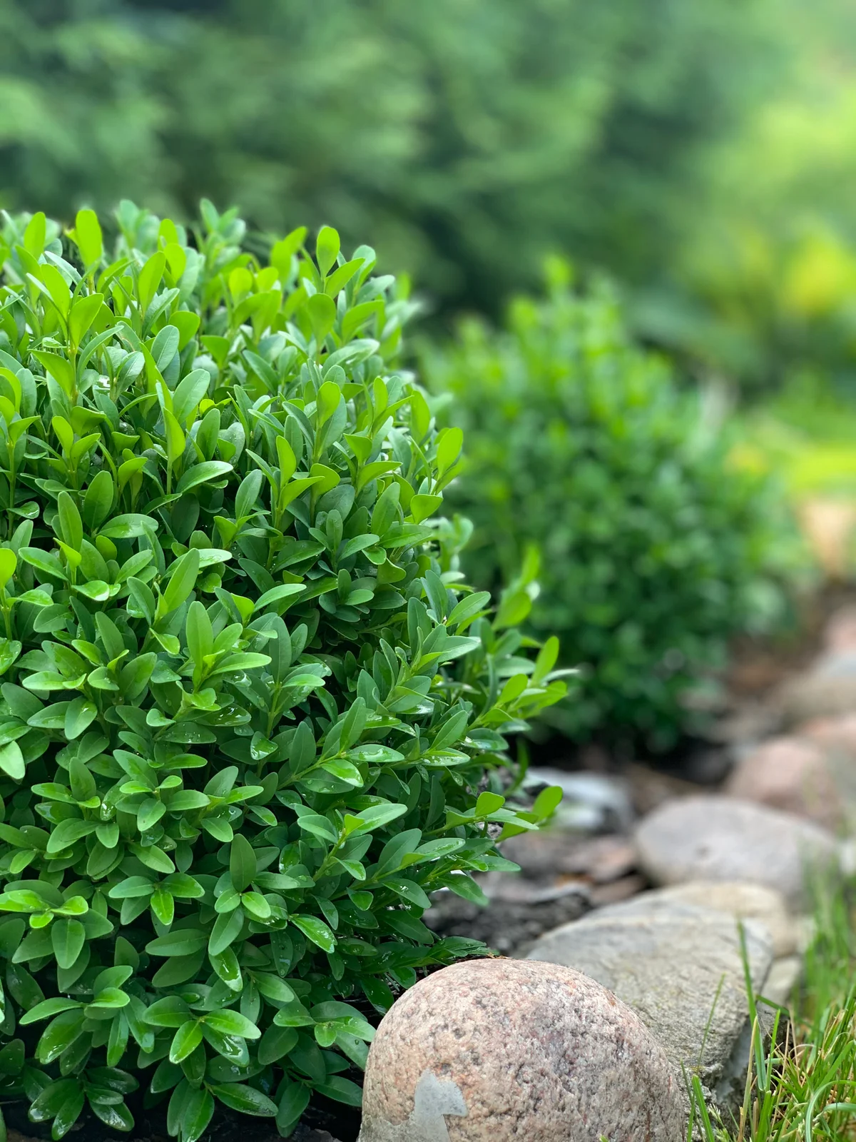 baby gem boxwood