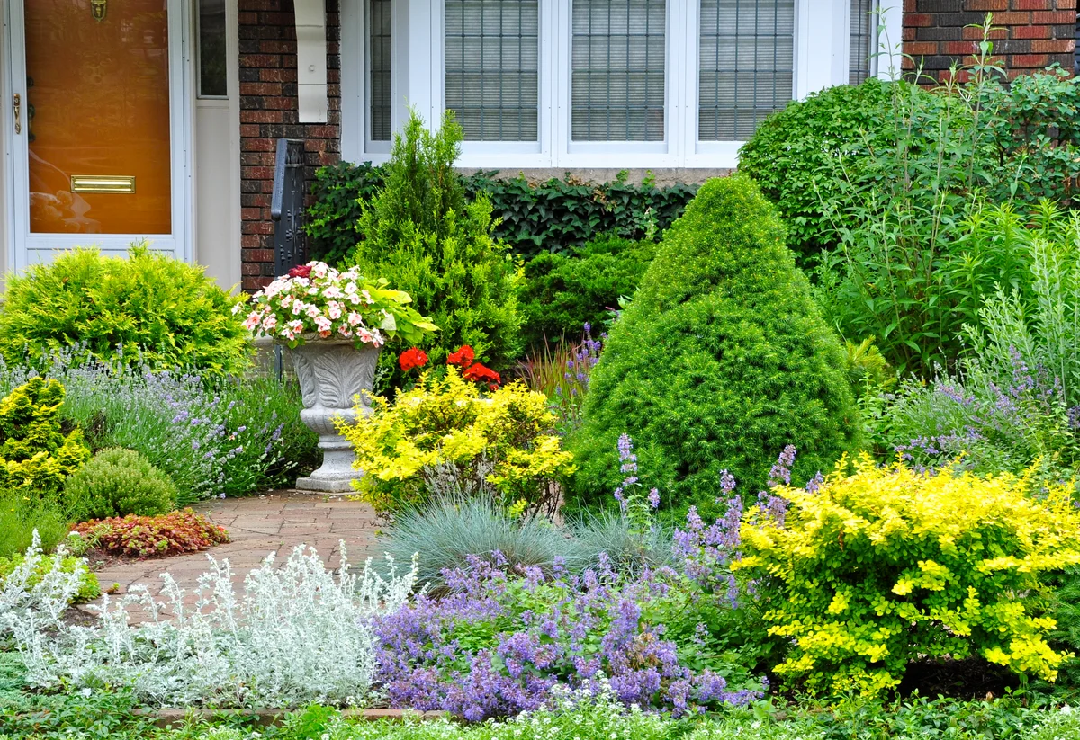 frontyard shrubs