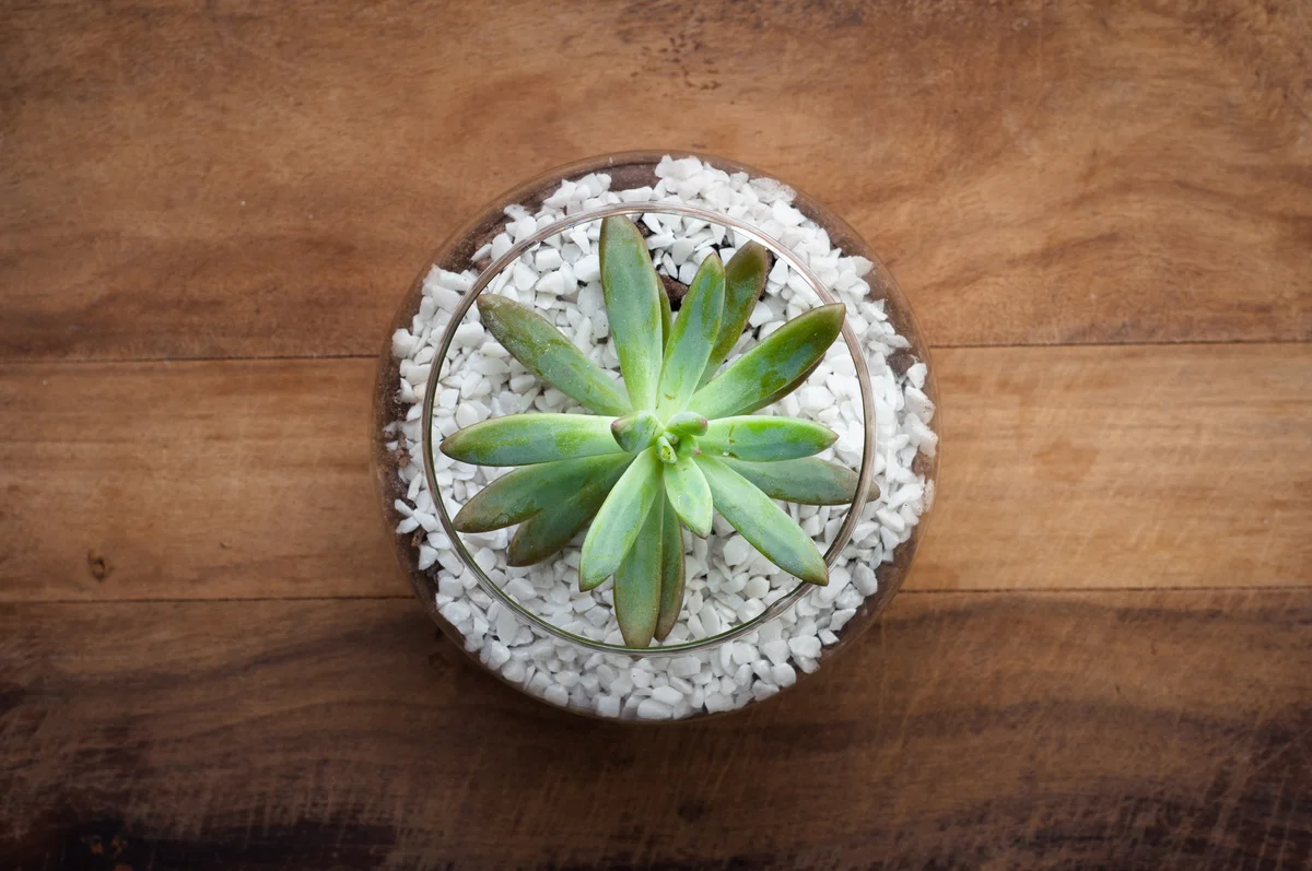 succulent in a glass bowl