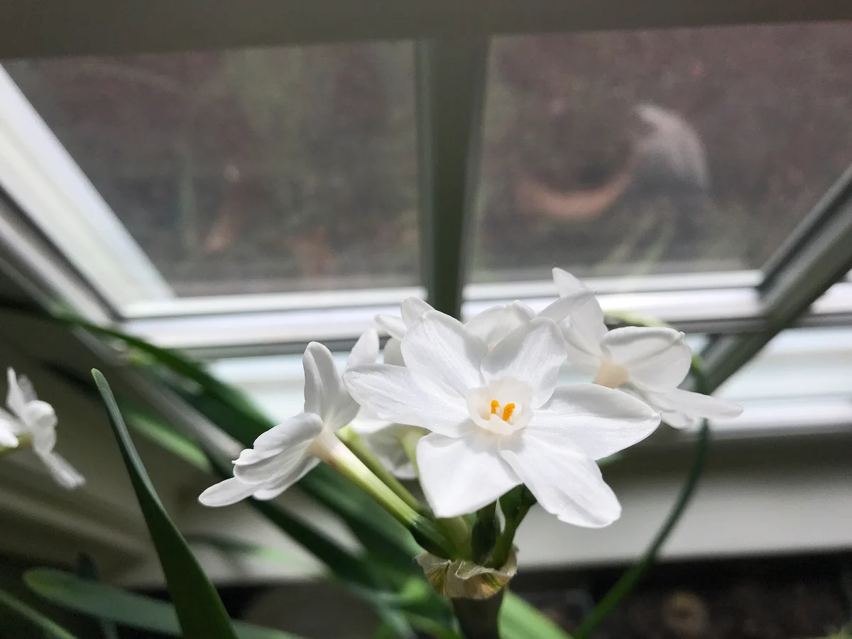 paperwhites in a glass bowl