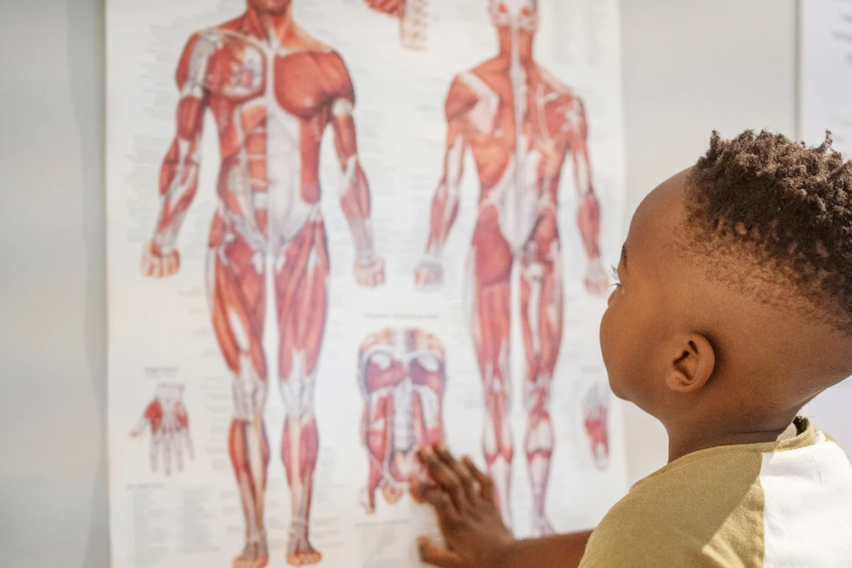 Little boy looking at an anatomy poster in a doctor's office