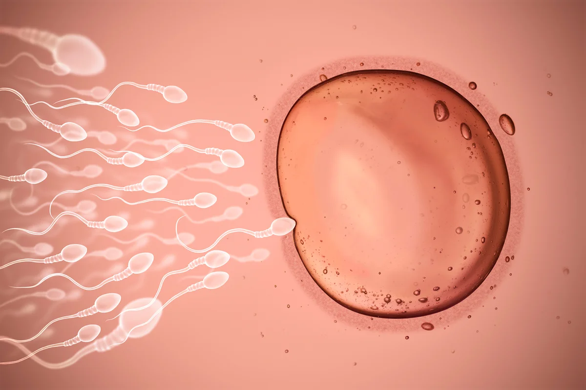 Sperm and Egg. Digital Composite