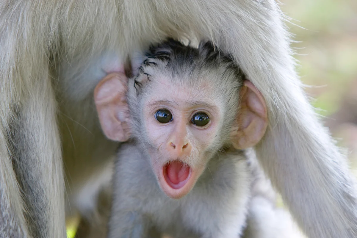 Baby baboon underneath its mother