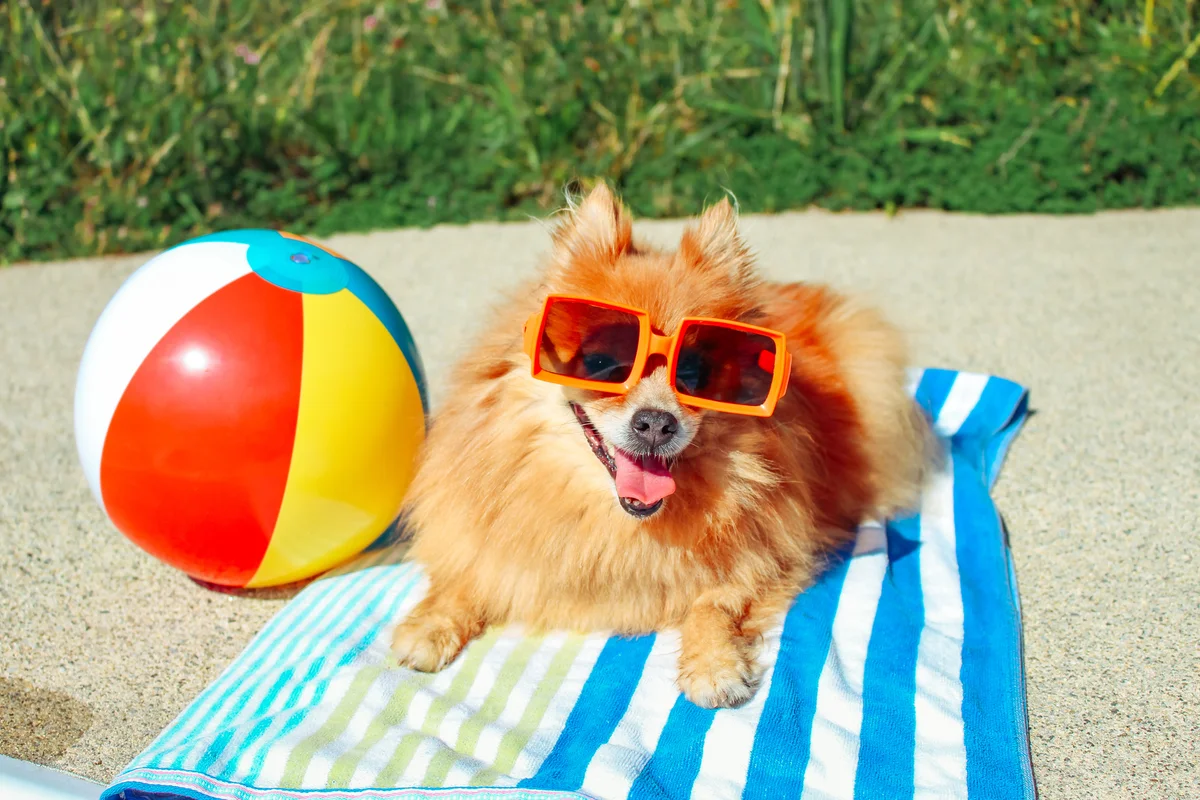 pomeranian wearing sunglasses