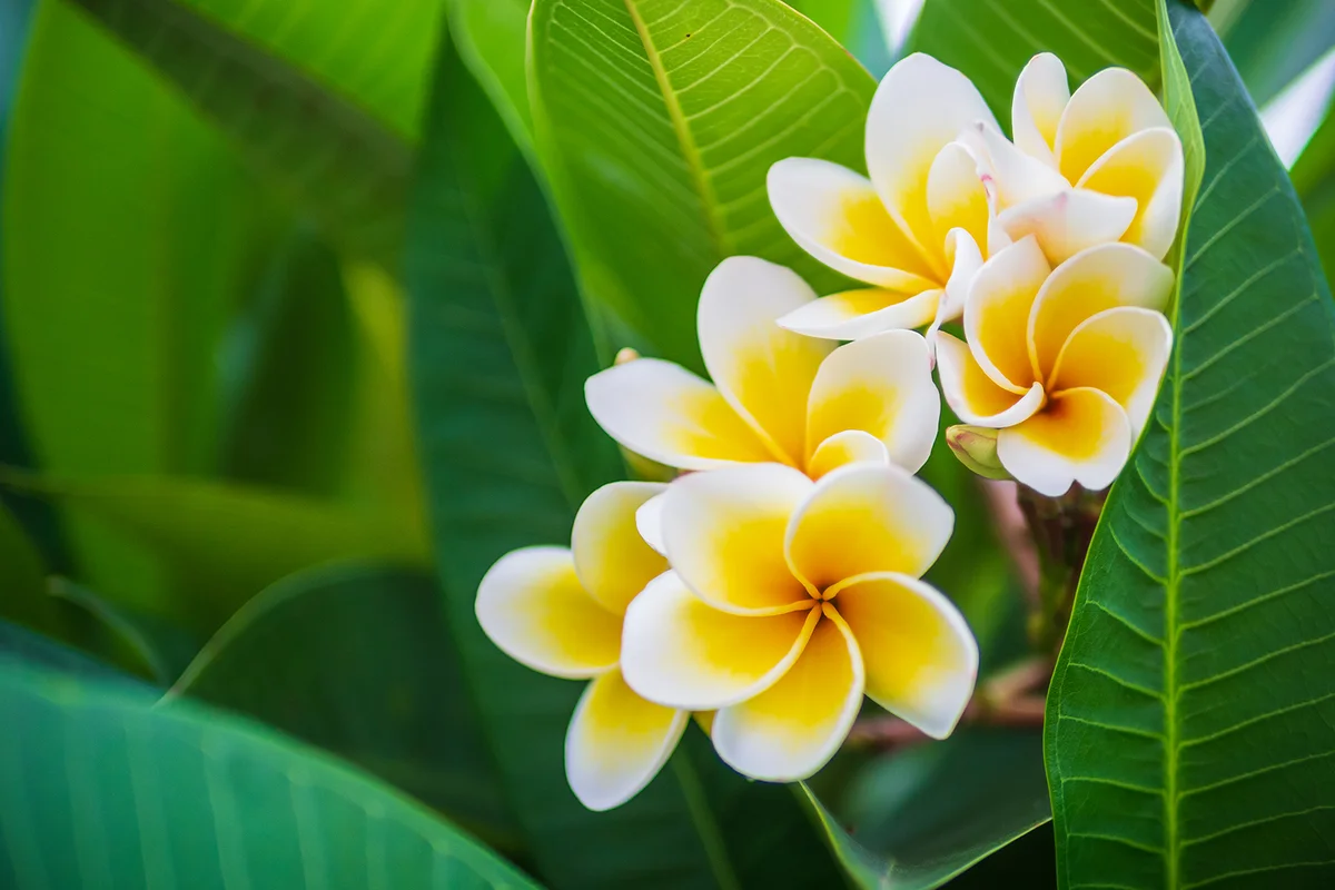 Plumeria Flowers, The Backdrop Is Leaves
