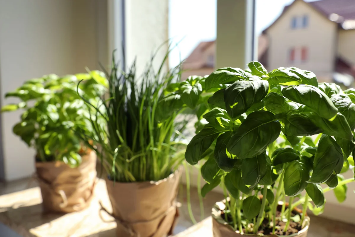 Potted herbs sitting on window sill