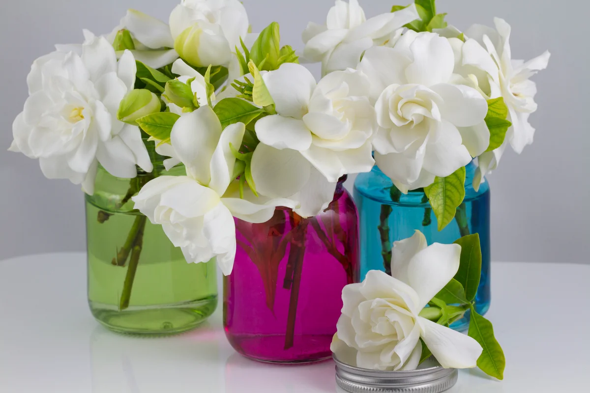 White gardenias in colorful vases