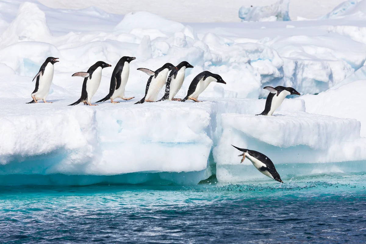 Adelie penguins leap off a floating icebergs near Paulet Island, Antarctic Peninsula