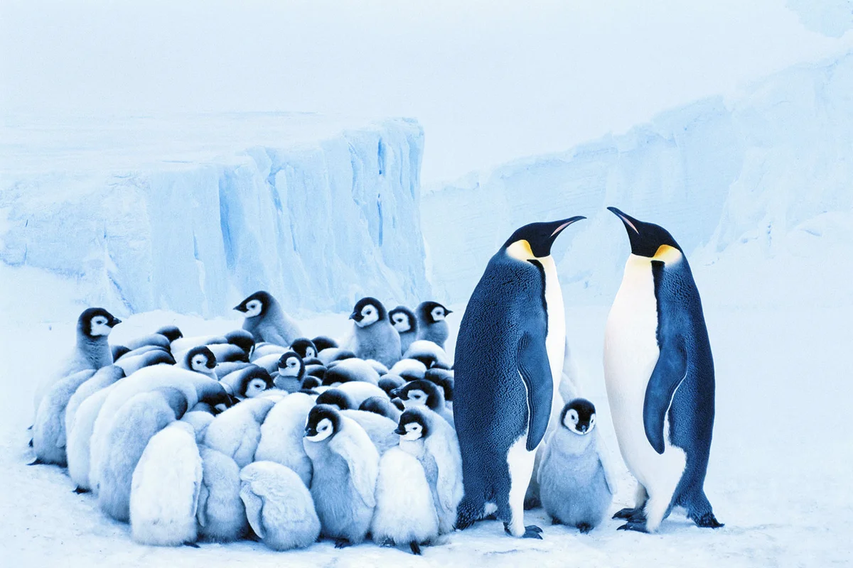Two emperor penguins beside group of chicks huddled together