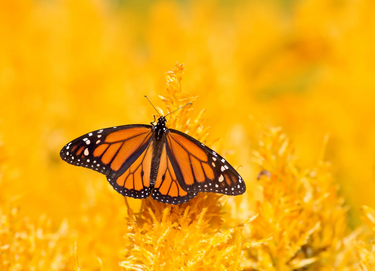 monarch butterfly