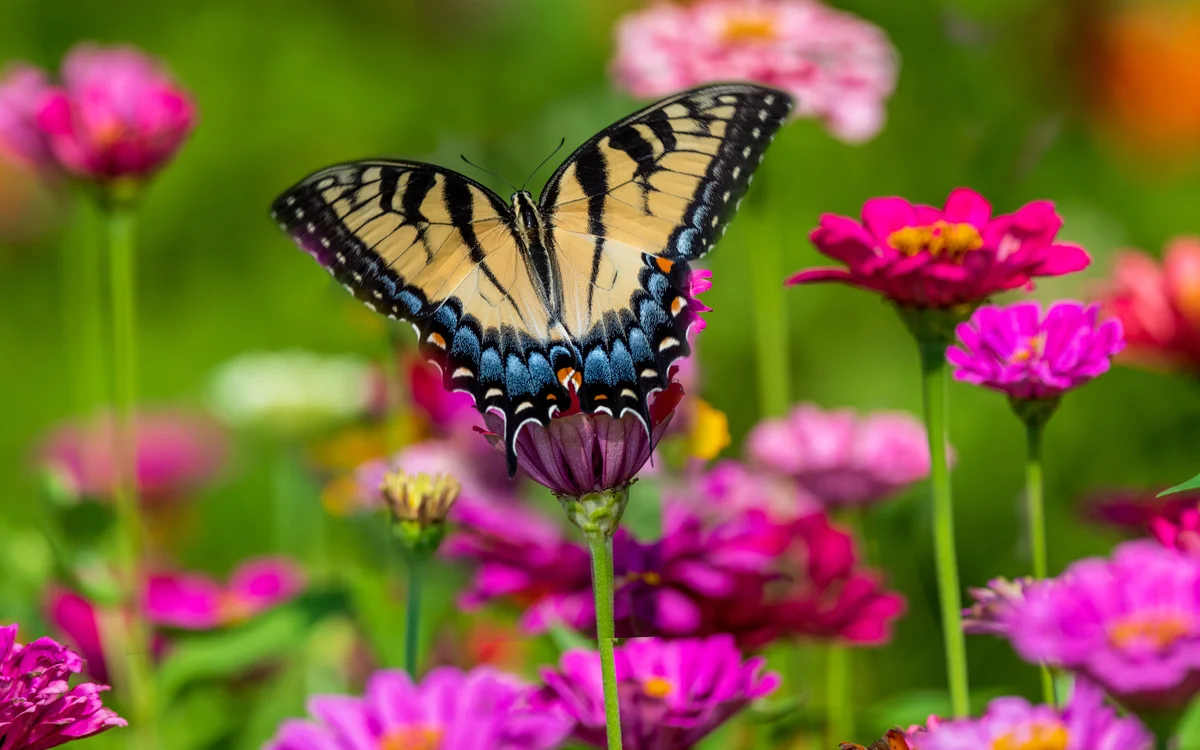 swallowtail butterfly on pink zinnias
