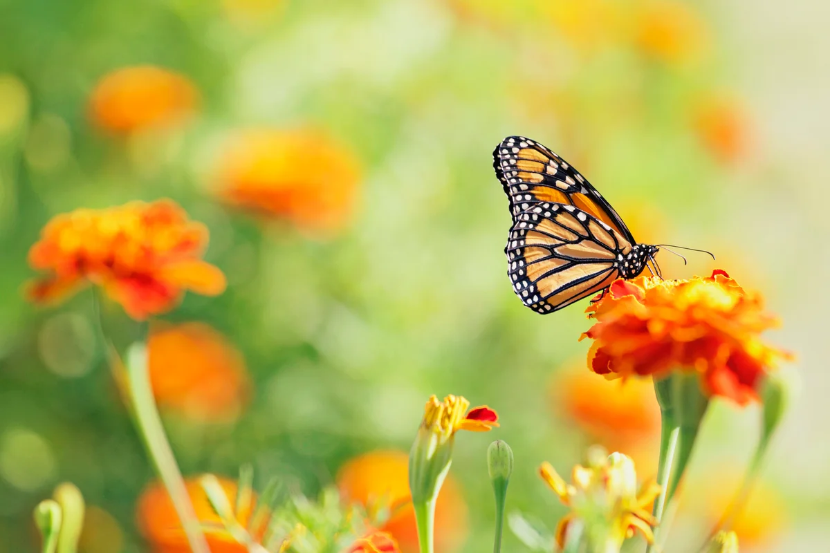 Monarch butterfly on marigolds