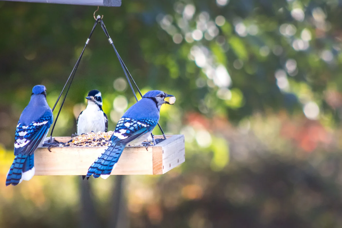 birds at a backyard feeder