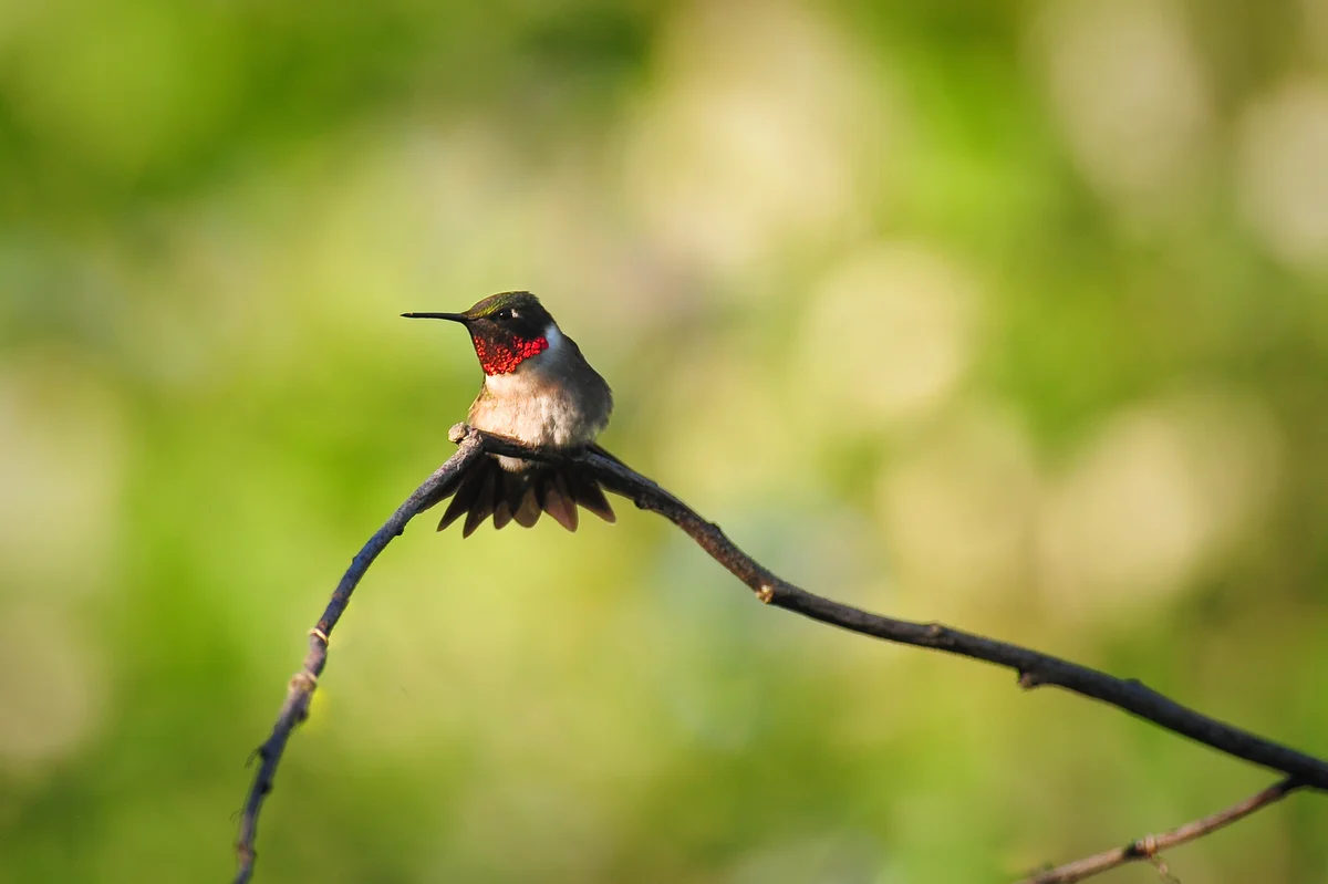 ruby-throated hummingbird