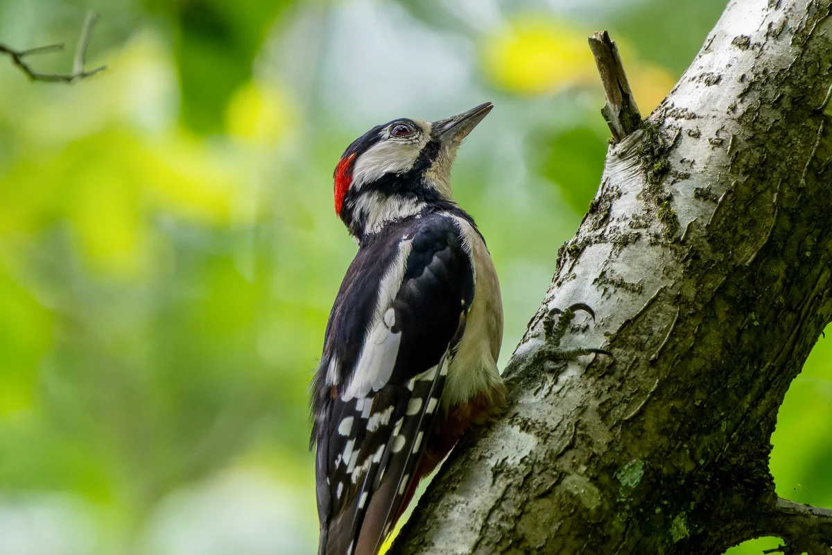 downy woodpecker