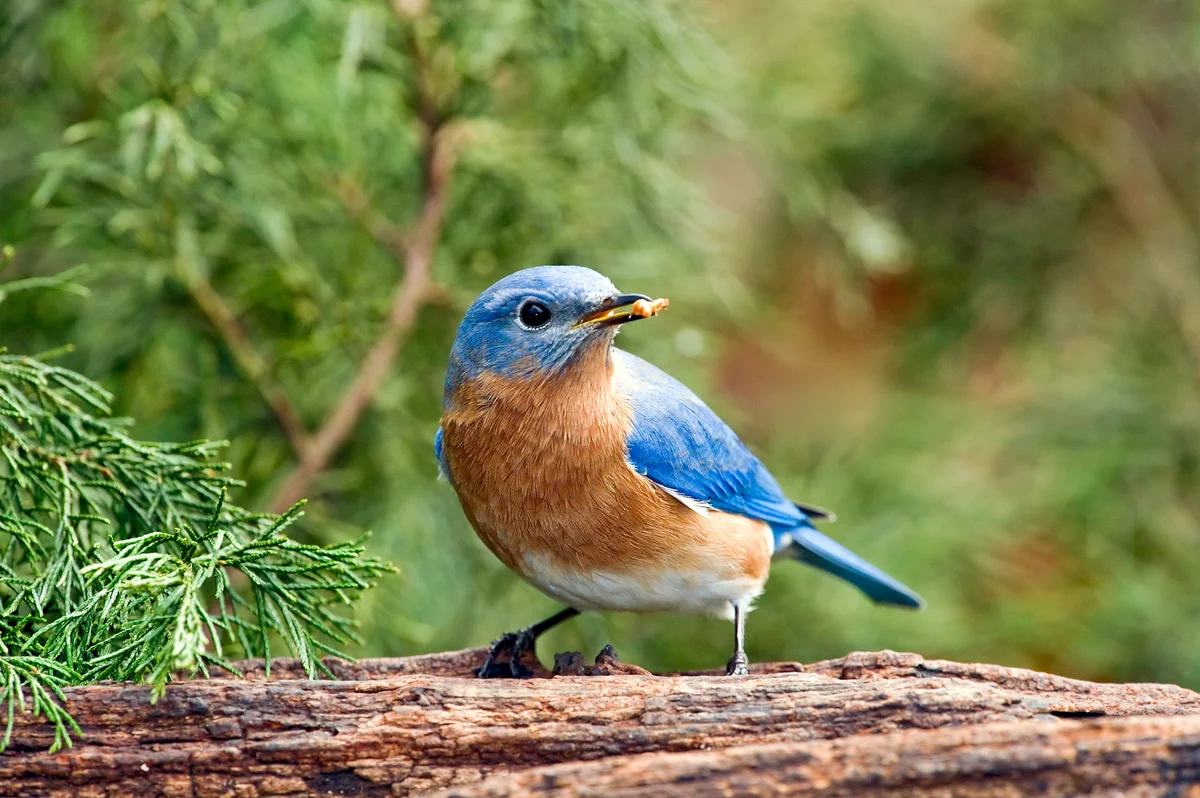 Eastern bluebird
