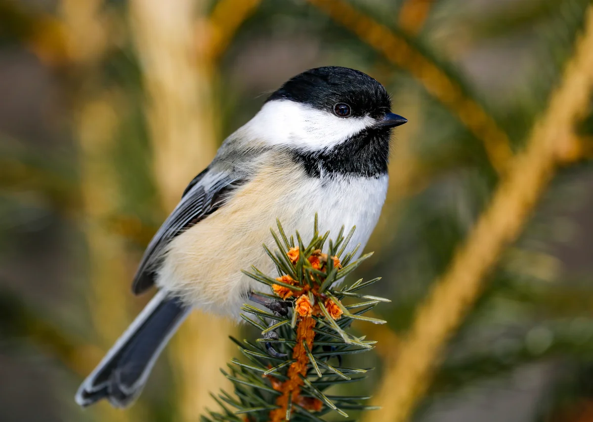 black-capped chickadee