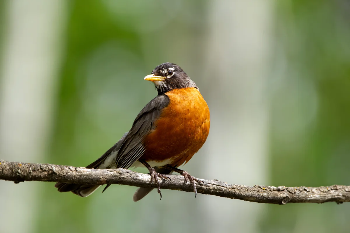 American Robin