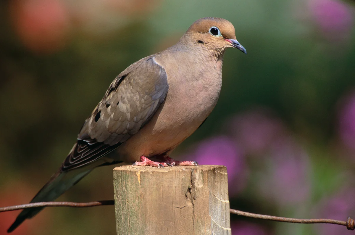 mourning dove