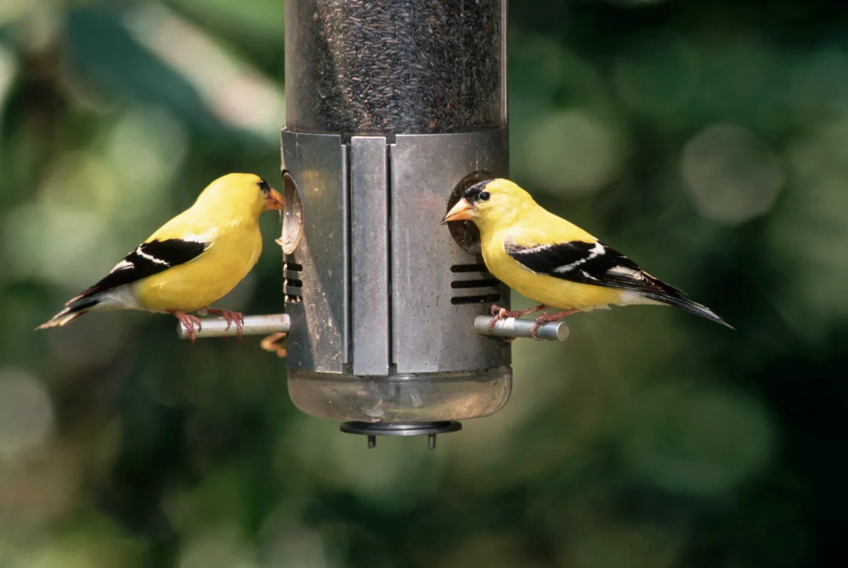 goldfinches on feeder